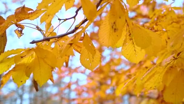 Maple Tree lämnar färgade gula i höst vinglar på blå himmel. Gula blad fladdrar mot blå himmel — Stockvideo