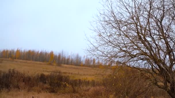 Поле з красивими деревами на фоні. Осінній пейзаж. Камера повільно рухається вліво . — стокове відео