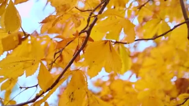 Foglia d'acero colorato che soffia dal vento e foglie d'acero in autunno con sfocatura sfondo bokeh colorato — Video Stock