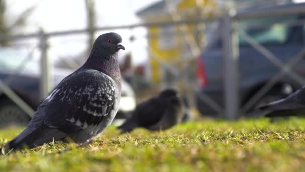 大きな灰色の鳩は、北の緑の芝生の中を歩く。鳩は世界平和の象徴です。鳩像 — ストック動画