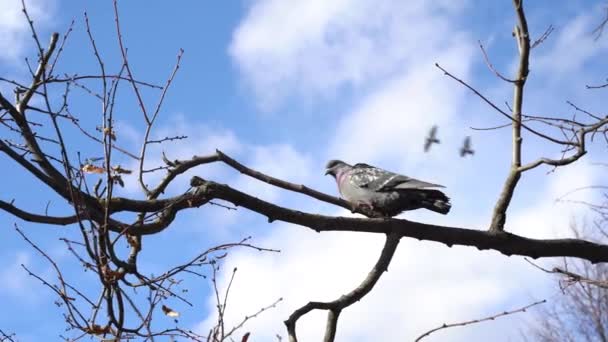 Lintu istuu paljaalla oksalla. Varis istuu puun oksalla pilvissä sinistä taivasta vasten. — kuvapankkivideo