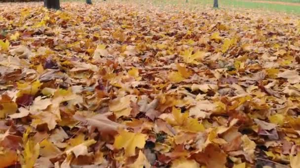 Herfst leaffall. Gele, rode bladeren liggen op de grond. Stapel gevallen gebladerte. — Stockvideo