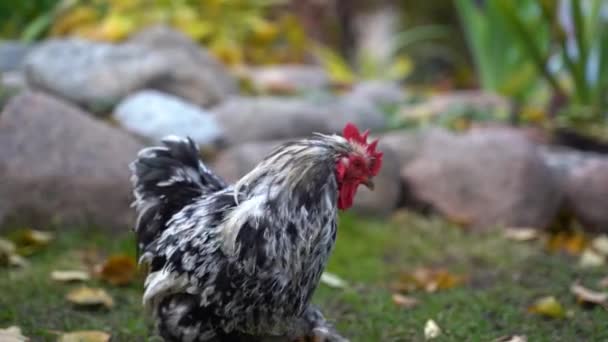 Zwarte en witte haan op zoek naar eten. Feral kip in het park. Stuiteren, pikken met lange staart veer — Stockvideo