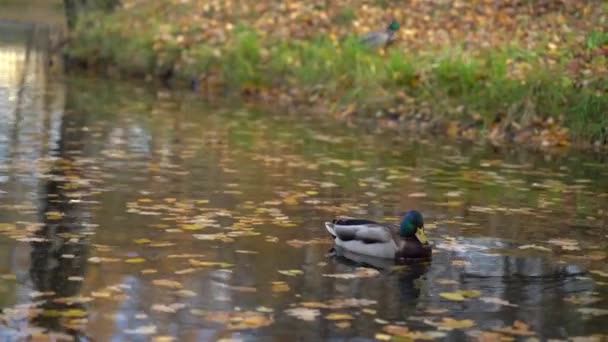 Na vodě plavou ptáci divoké kachny. Podzimní břeh žlutého listového jezera. — Stock video