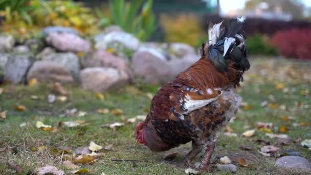 Feral chicken in park. Colorful rooster looking for food. Prancing, pecking long tailed feather — Stock Video