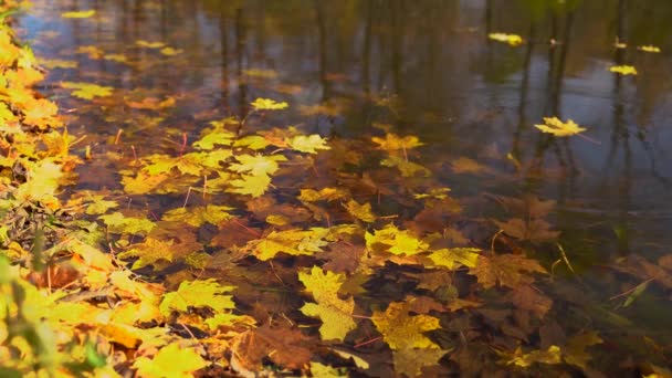 Листя падає у воду, що відображає дерева. Прохолодний осінній день у лісі. Осінь погода на озері . — стокове відео