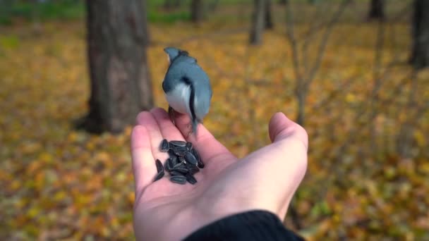 Människan matar fåglar från hand i höstparken. Fåglar i skogen utfodring från handen. En ung man matar fågeln — Stockvideo