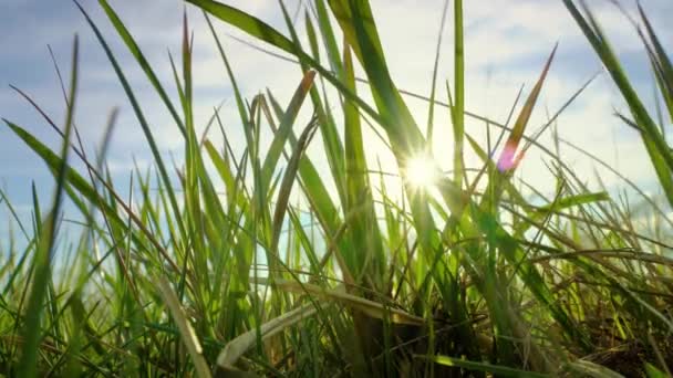 Światło niebieskiego nieba przez zielony trawnik. Trawa ze słońcem. — Wideo stockowe