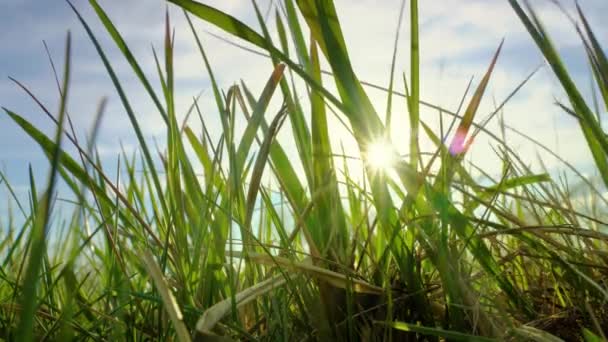 Lumière du soleil du ciel bleu à travers la pelouse verte. Herbe avec lumière du soleil .