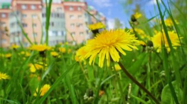Bahçede çiçek açan sarı karahindibalar. Binanın arka planında karahindibalar
