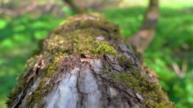 Ağaç kabuğunun gövdesinde yeşil yosun. Ormandaki ağaç gövdesinde kahverengi yosun
