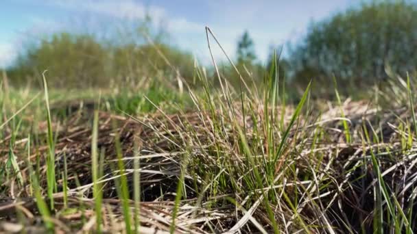 Gras op de grendel. Soepele beweging door het gras — Stockvideo