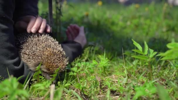 Girl lets go of hedgehog on green lawn. Hedgehog moves in hands — Stock Video