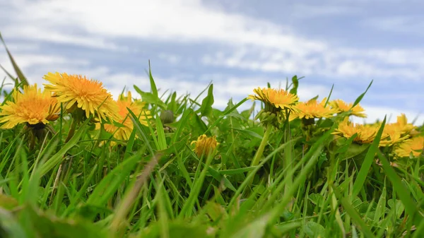 Yellow flowers of dandelions. Close up yellow dandelions — Stock Photo, Image