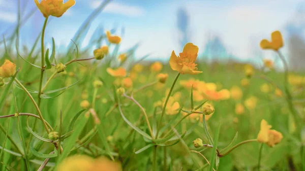 Żółte puszyste kwiaty, które kołyszą. Jaskry na tle błękitnego nieba — Zdjęcie stockowe