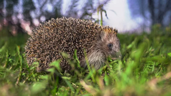 緑の草の中のハリネズミ。ヘッジホッグはすぐにダイビングし、カメラを見て — ストック写真