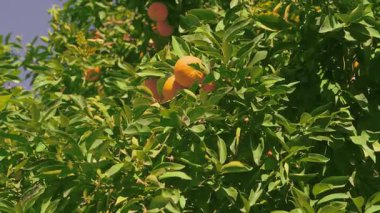 Ripe orange fruit nestled deep within dense green foliage on a citrus tree. Subtle lighting and natural shadows.