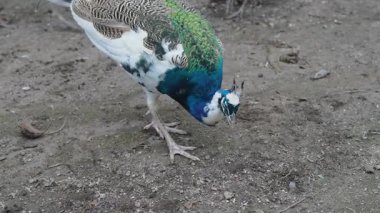 Domestic geese flock gathered in a rustic farm environment. High quality 4k footage