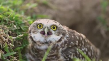 Burrowing owl peeking from grass near its burrow. High quality 4k footage
