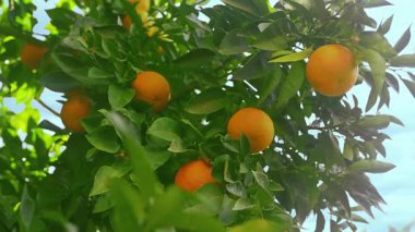 Ripe oranges hanging on branches surrounded by lush green leaves on a sunny day. High quality 4k footage