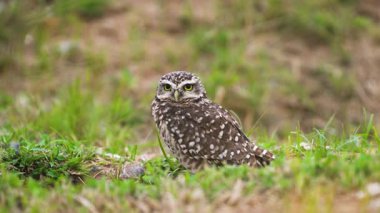 Burrowing owl standing alert on the ground in natural habitat. High quality 4k footage