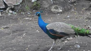 Colorful peacock walking on bare ground. High quality 4k footage
