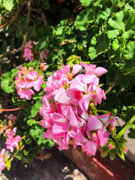 Bahçedeki pembe çiçek