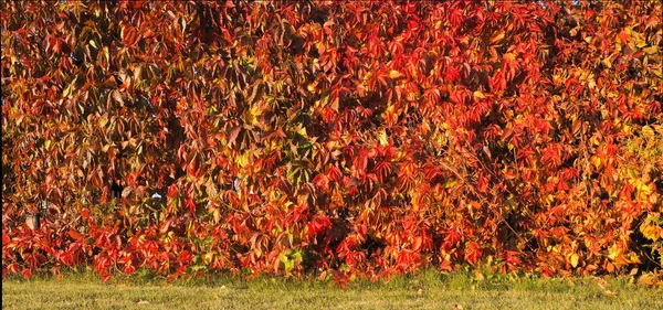 Folhas coloridas ao pôr do sol. Conceito de outono — Fotografia de Stock