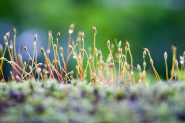 güneş ışığı altında bir bulanık yeşil orman arka planda nazik moss lahanası