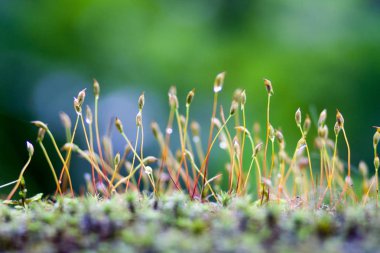 güneş ışığı altında bir bulanık yeşil orman arka planda nazik moss lahanası