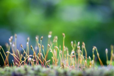 güneş ışığı altında bir bulanık yeşil orman arka planda nazik moss lahanası