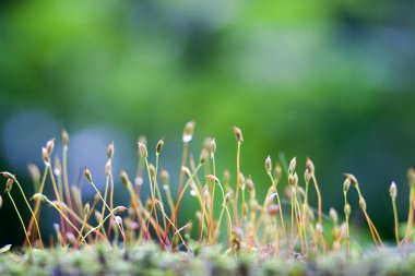 güneş ışığı altında bir bulanık yeşil orman arka planda nazik moss lahanası