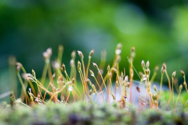 güneş ışığı altında bir bulanık yeşil orman arka planda nazik moss lahanası