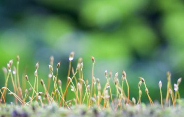güneş ışığı altında bir bulanık yeşil orman arka planda nazik moss lahanası