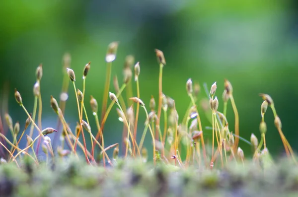 Mild Moss Groddar Suddig Grön Skog Bakgrund Solljus — Stockfoto