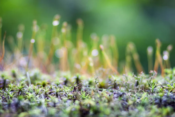 güneş ışığı altında bir bulanık yeşil orman arka planda nazik moss lahanası