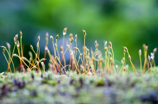 güneş ışığı altında bir bulanık yeşil orman arka planda nazik moss lahanası