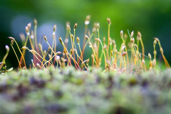 güneş ışığı altında bir bulanık yeşil orman arka planda nazik moss lahanası