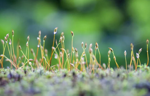 güneş ışığı altında bir bulanık yeşil orman arka planda nazik moss lahanası