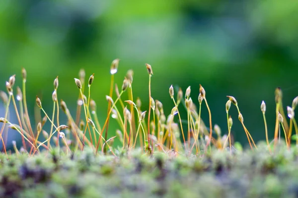 güneş ışığı altında bir bulanık yeşil orman arka planda nazik moss lahanası