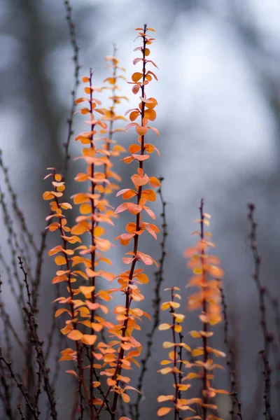 Dekorativer Busch Mit Leuchtend Orangefarbenen Blättern Auf Einem Verschwommenen Hintergrund — Stockfoto