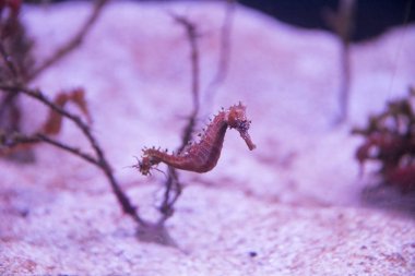 yakın çekim bulanık pembe bir arka plan alt ve kırmızı alg deniz atına