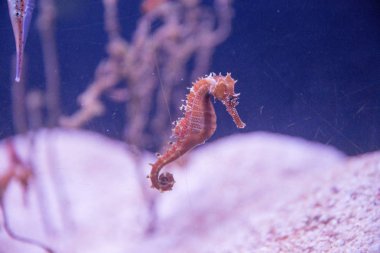 yakın çekim bulanık pembe bir arka plan alt ve kırmızı alg deniz atına