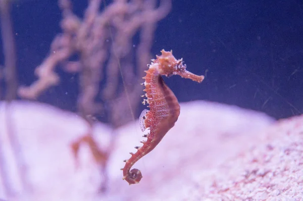 yakın çekim bulanık pembe bir arka plan alt ve kırmızı alg deniz atına