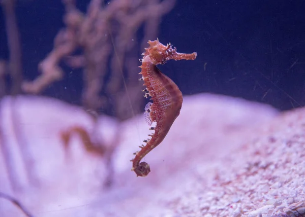 Close Sea Horse Een Onscherpe Roze Achtergrond Van Bodem Rode Stockfoto