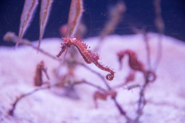 Denizatı altına bir bulanık pembe alt ve kırmızı algler yüzmek.