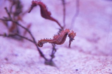 Denizatı altına bir bulanık pembe alt ve kırmızı algler yüzmek.