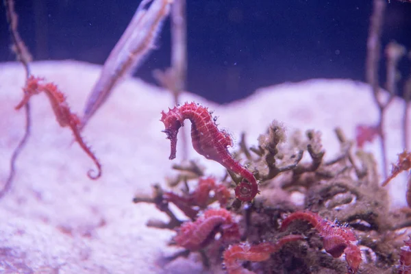 Denizatı altına bir bulanık pembe alt ve kırmızı algler yüzmek.