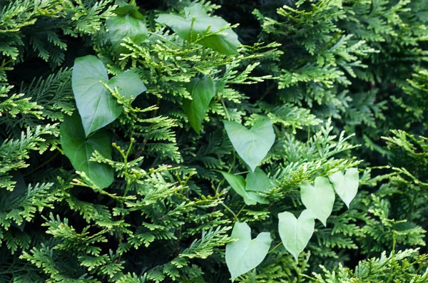 日光の下で観賞植物の常緑の針のような枝の壁から自然な背景 — ストック写真