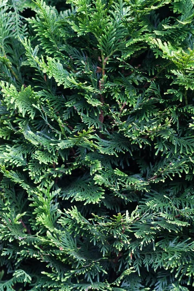 Abstrakt Naturliga Bakgrund Från Väggen Vintergröna Nål Liknande Grenarna Prydnadsväxt — Stockfoto